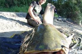 Record du monde du plus gros poisson péché au leurre! Record Du Monde Silure 2 73 M La Peche Et Les Poissons