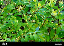 Image result for Erythroxylaceae