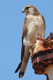 Nankeen Kestrel Pet Birds Australian Birds Birds Of Prey