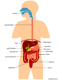 (4) which part of the digestive system contains hydrochloric acid and is coated with mucus for its protection the human digestive system is a group of organs that break down food, absorb (for complaints, use another form ). Diet And Digestion