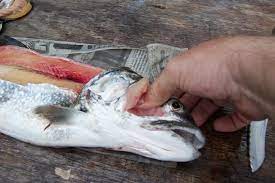 Walleye cheeks breaded and fried and served with tartar sauce and lemon. Cheek Meat Walleye Lake Ontario United Lake Ontario S Largest Fishing Hunting Community New York And Ontario Canada