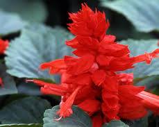 サルビアの画像