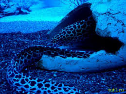 Check spelling or type a new query. Lumea SubacvaticÄ In Maldive PeÈte Periculos In Maldive