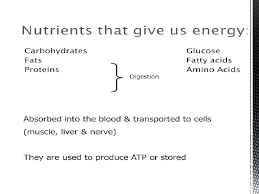 The aerobic energy system utilises proteins, fats, and carbohydrates (glycogen) to synthesise atp. The Role Of Carbohydrate Fat And Protein As Fuels For Aerobic And Anaerobic Energy Production Biomolecules Free Full Text The Regulation Of Fat Metabolism During Aerobic Exercise Html Carbohydrates Provide