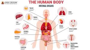 Image result for internal organs
