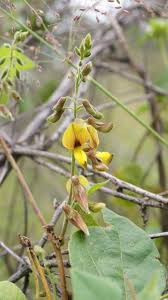 Image result for Rhynchosia resinosa
