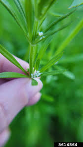 Image result for Galium bussei