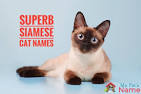 200+ Siamese Cat Names