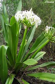 Image result for Crinum paludosum