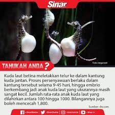 Cara kedua guna membudidayakan ikan air hias ialah dengan membuat lingkungan akuarium. Kuda Laut Beranak