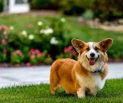 Maybe you would like to learn more about one of these? Rosecliff Pembroke Welsh Corgis Welcome