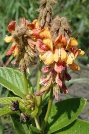 Image result for Eriosema montanum