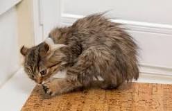 Image result for what is the best treatment for hot spots in cats?