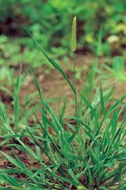 Image result for Setaria pumila