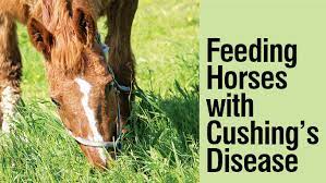 Cushing S Disease What It Is And How To Properly Feed Your Horse
