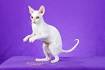 Available Cornish Rex Kittens - Rexkwizit