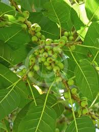 Image result for Ficus virens