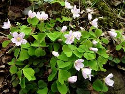 Image result for Oxalis anthelmintica