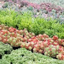 801 tillery st, austin, tx 78702 phone: Succulents For Sale Best Places To Buy Colorful Succulents