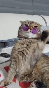  Cat Wearing Sunglasses Video Cute Baby Animals Funny Animal Videos Cute Animals
