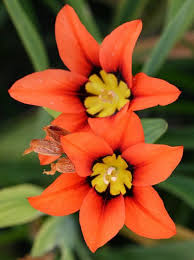 Pin On Flowers