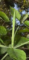 Image result for Psychotria djumaensis