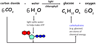 Chemical Formula For Photosynthesis Photosynthesis Chemical Formula Chemical Energy