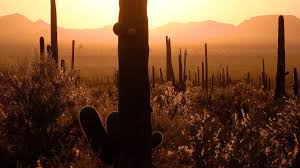 Many of the state parks are also worth this article will be a big help to people trying to decide where to go on vacation this year and in. Saguaro National Park Arizona Usa In 4k Ultra Hd Youtube