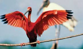 Bird Opportunity Magazine Summer2014 Photos Wwf Bird Ibis Beautiful Birds