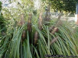 Creates a terrific textural and color contrast among shrubs, perennials, and in rock gardens. Plantfiles Pictures Pennisetum Black Fountain Grass Moudry Pennisetum Alopecuroides By Hczone6