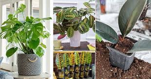 Because you can't control outdoor conditions, take. 31 Indoor Plants You Can Grow From Cuttings Balcony Garden Web