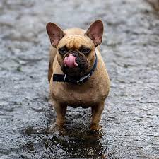 Today we will be taking a look at the french bulldog temperament. French Bulldog Pdsa