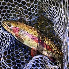 Wow What A Great Net Full From 0regonflyguy Rainbowtrout Troutfishing Troutbum Fishing Rainbow Trout Fishing Fly Fishing Colorado Fish