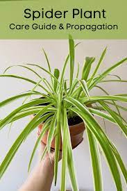 Spider Plant Care Tips Propagation In 2021 Spider Plant Care Spider Plants Plants