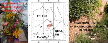 Image result for Dysphania schraderiana