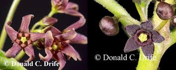 Image result for Vincetoxicum cernuum