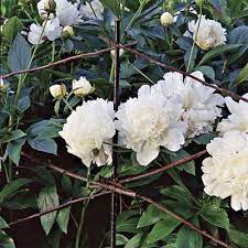 How To Build A Diamond Patterned Twig Trellis Peony Support Garden Stakes Peonies Garden