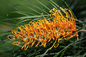 Image result for Grevillea