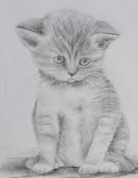 pin by hatice kurhan on karakalem cizimleri animal drawings cat sketch cat art