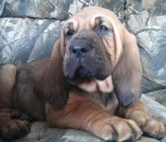 Don't miss what's happening in your neighborhood. Bloodhound Puppy Dog For Sale In Hillsboro Ohio