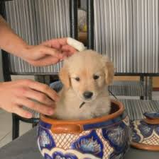 It is friendly with everyone, including other dogs. 11 Best Golden Retriever Breeders In New Hampshire 2021 We Love Doodles