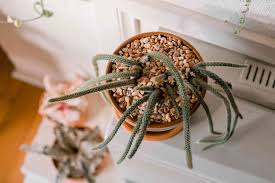 This page is an index of articles on plant species (or higher taxonomic groups) with the same. Rat Tail Cactus Care And Growing Guide