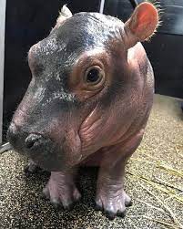 Amazing vintage 90's tomy first fun bath buddies hippo squeeze crazy eyes new ! Fiona The Baby Hippopotamus Repeatedly Sticks Out Her Big Tongue While Dreaming Away In The Bath Cute Hippo Baby Hippo Fiona The Hippo