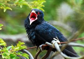 Bird Bird Bird Bird Is The Word Song Why Do We Love The Nightingale S Melodies But Not The Crow S Tunes Http Www Ua Magazine Com Sing Me A Song The Link Bird Wallpaper Bird Birds Wallpaper Hd
