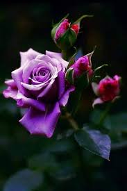 Pin By Asma Rehman On Roses Beautiful Roses Beautiful Flowers Purple Roses