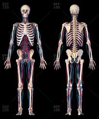 It is situated towards the dorsal part of the torso. Skeleton Front And Back Stock Photos Offset