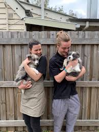 Последние твиты от collies (@podi66). Collies And Co Home Facebook