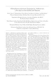 Image result for Chlorophytum burundiense