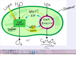 Chloroplasts produce glucose by photosynthesis. Lab Bench Photosynthesis Quizlet