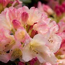 This petite shrub stays small, maturing at around three to four feet tall and wide, so it's ideal for containers or growing along the edge of a path or walkway. How To Grow Rhododendron Shrubs In The Garden